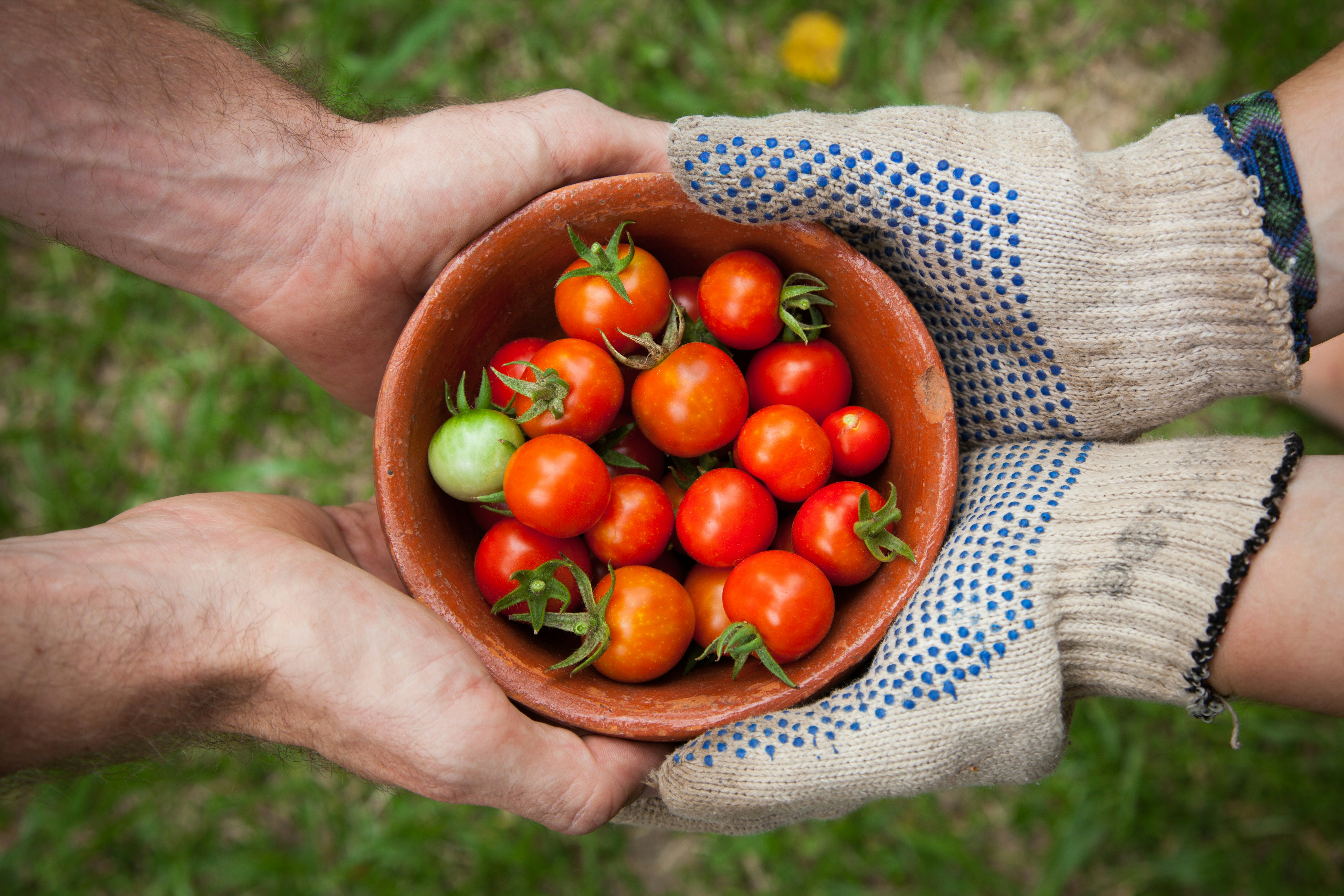 Uma pessoa com luvas de agricultor entregando um pote com tomates para outra pessoa.